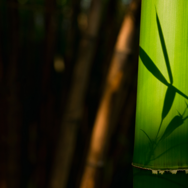 1-bamboo hero image